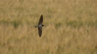 野鳥図鑑　黄金の海を飛ぶ　#つばめ　#麦畑　#黄金の海　#つばめ飛ぶ　#野鳥動画　#野鳥画像　#つばめ捕捉