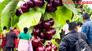 I made a video about how cherries It flourishes and ripen Part 1 Video#TGAUSTRALIAN🇦🇺