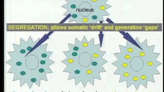 David Maguire, Ph.D. Mitochondrial DNA: Responses to Age, Xenobiotics, and Radiation