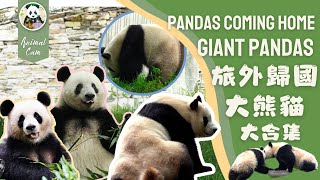 🐼憨態可掬！盤點旅外歸國大熊貓可愛瞬間 Pandas Returned to China: How's Their Life? #旅外歸國大熊貓 #大熊貓 #panda