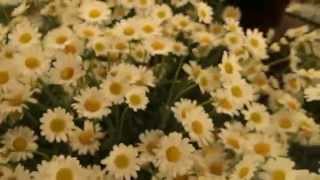 Argyranthemum frutescens