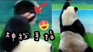 圓仔許願洞伸手討點心，被保育員偷摸小手|熊貓貓熊The Giant Panda Yuan Yuan and Yuan Bao|台北市立動物園