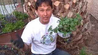 How to Grow Mint in a Container to Keep it from Spreading