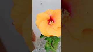 Yellow Hibiscus#flower#shortsvideo#മഞ്ഞ ചെമ്പരത്തിപുവ് #