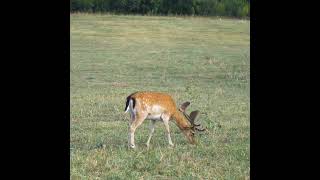 Deer🦌 grazing||Deer video||#shorts #deer #grazing