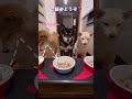 【3匹の柴犬 夕飯ウマウマ】みんなで休日をゆっくりした🍀楽しい一日でしたꕤ︎︎·͜·みんな元気完食満腹🍴🐷💓 柴犬 しばいぬ ＃りーまーるー