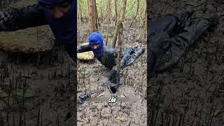 The 