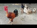 🔴 Atualizando a criação de galinhas caipira de grande porte e colhendo ovos caipira 😱🐓🐔🥚