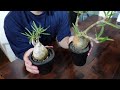 最近発根した株は休眠させるべき？｜グラキリス｜パキポディウム｜pachypodium｜gracilius