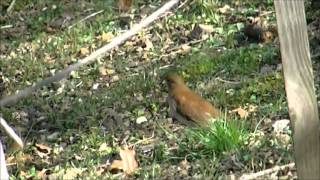 歩くシロハラ・・・冬の野鳥？　Pale Thrush