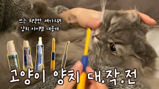 냥스테틱 l 고양이 양치 대작전 l 쓰는 치약만 3개? l 고양이칫솔치약추천 l ASMR