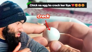 Yellow Ringneck ka Chick na egg shell ko crack ker liya | Episode 36