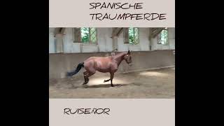 RUISEÑOR, Wallach, Andalusier. 3J. @spanischestraumpferd