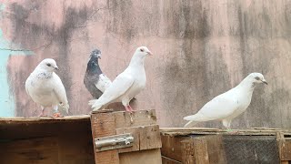 গিরিবাজ৪জোড়া ম্যাড্রাস৩জোড়া কালদম১জোড়া কালাঙ্ক ১জোড়া চটিয়াল জোড়া১আছে ভিডিওটা দেখুন আপনার