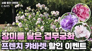 [댓글이벤트] 장미를 닮은 겹무궁화 프렌치 캬바렛 컬렉션 할인 이벤트를 진행합니다!