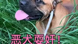 加纳利犬图图耍奸绝食，主人终于识破轨迹，图图可惨了猎犬 田园犬 猛犬 加纳利犬 普雷萨加纳利犬 黑色加纳利犬 黄色加纳利犬