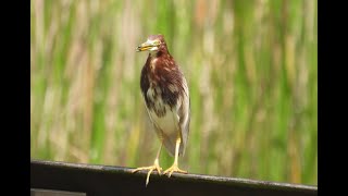 Chinese Pond Heron Hunting