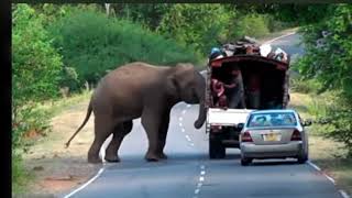 Elephant attack vehicles..ആനയുടെ അതിക്രമം🙄ചുവപ്പ് വണ്ടി ഇഷ്ടമില്ലാന്നു😂