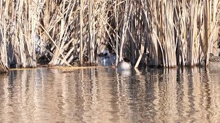 新横浜公園のミコアイサ（雄）その１（4K60P動画）