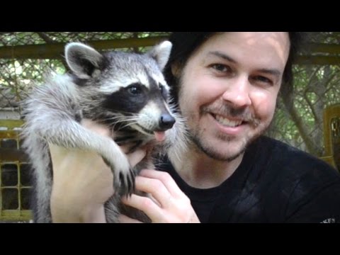 Rescuing Baby Raccoons - How to feed and raise coon babies Rescuing Baby Raccoons - How to feed and raise coon babies
