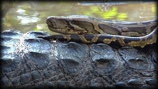 Alligator Attacks Python 06 Music