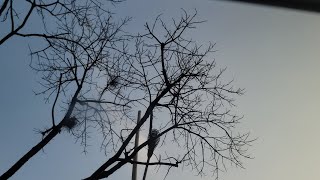 যানজটের মাঝে প্রকৃতির সাথে 🦜🕊️🕊️