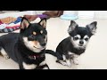 黒柴犬×黒チワワ 【ひみつきちなう！②】2018年11月28日