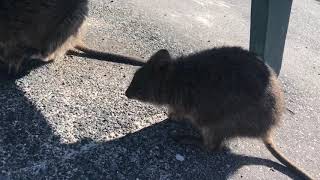 ロットネスト島でピカチュのモデルのクオッカに会った