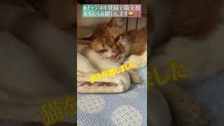 猫白血病を発症した猫を保護しました。経緯は動画で。一匹でも多くの猫を救いたい！チャンネル登録よろしくお願いします！！#保護猫 #動物愛護 #猫 #shorts#猫白血病