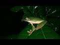 malabar gliding frog rhacophorus malabaricus