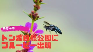 トンボ自然公園(四万十市)に幸せを運ぶ青いハチ「ブルービー」出現(高知)