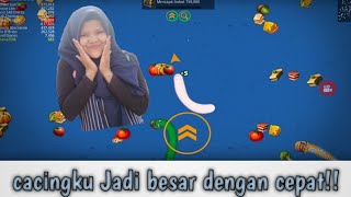 Main game cacing viral worms zone