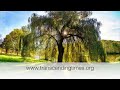 free energy healing video heart lungs respiratory u0026 cardiovascular system.