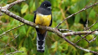 A Female Gartered Trogon (or Northern Violaceous Trogon) in Costa Rica