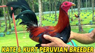 Peruvian Breeder Philippines Ed Jaraba Kate and Kurt Farm in Sorsogon