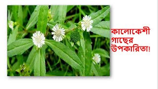 কেউতি, কালসাতা,কালোকেশী গাছের পরিচিতি ও  উপকারিতা - Keuti, kalsata, benefits to black - U Health TV