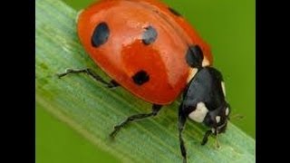 Ladybug Facts For Kids - Cool Ladybug Information And Pictures