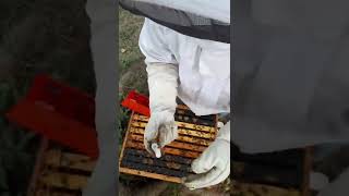 Requeening my bee hive