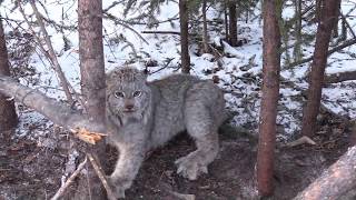 how to trap alaska lynx with matt willey \