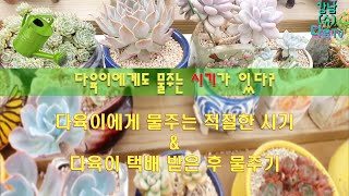 [슈/강남다육] 왕쉬운 초보설명! 다육이 물주는 적절한 시기\u0026다육이 택배 받은 후 물주기