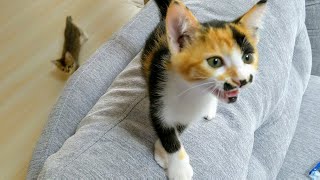 ご飯が待ちきれないと言ってくる子猫達が可愛すぎました【保護子猫】kittens pressing for food