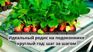 Как вырастить редис на подоконнике за 18 дней!