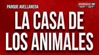 Rescata perros de la calle: se quedó sin trabajo y no puede darles de comer