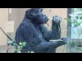 【western gorilla】キンタロウ（1才）の夏の記録。kintaro s 1 year old summer record.