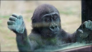 【Western Gorilla】キンタロウ（1才）の夏の記録。Kintaro's (1 year old) summer record.