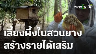 เลี้ยงผึ้งในสวนยางพารา สร้างรายได้เสริม | 05 ก.ค. 66 | ตะลอนข่าว