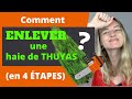 Comment ENLEVER une haie de THUYAS ? (en 4 ÉTAPES)