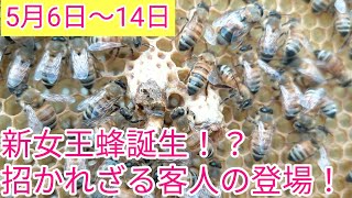 人工分蜂をして新女王蜂誕生！？そして招かれざる客人の登場！