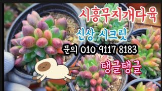 #시흥무지개다육 주말구매신상 동글동글#시크릿 2천원부터 총집합 #블루엘프#둥근잎비취후리데#줄리아나#레몬노즈#수련#웨스트레인보우#라일락