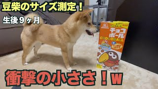 【生後９ヶ月】豆柴のサイズ測定してお菓子の箱と比較してみましたww